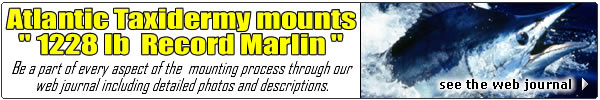 Record Marlin Fish Mounts