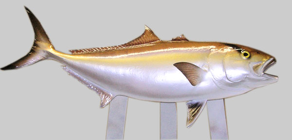 Amberjack