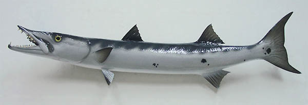 Barracuda Mount