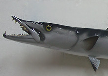 Barracuda Replica