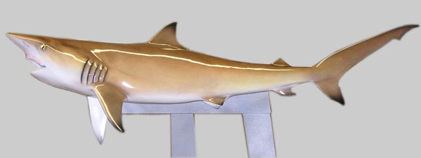Blacktip&nbsp;Shark