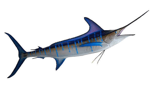 marlin fish doodle