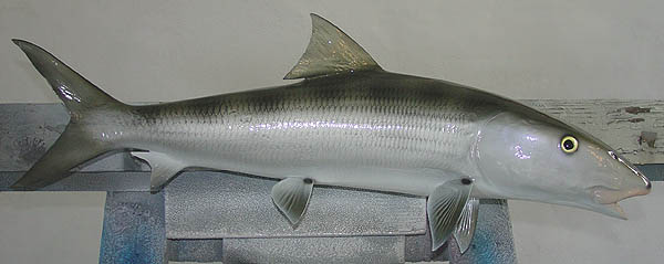 Bonefish Mount
