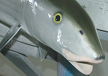 Bonefish Taxidermy