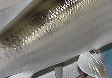 Bonefish Replica