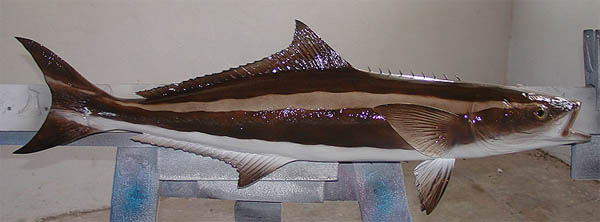 Cobia Mount