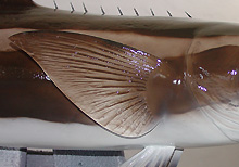 Cobia Replica