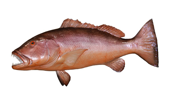 Cobia Mount