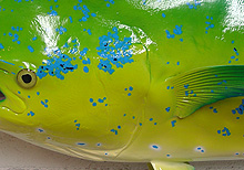Dolphin Replica