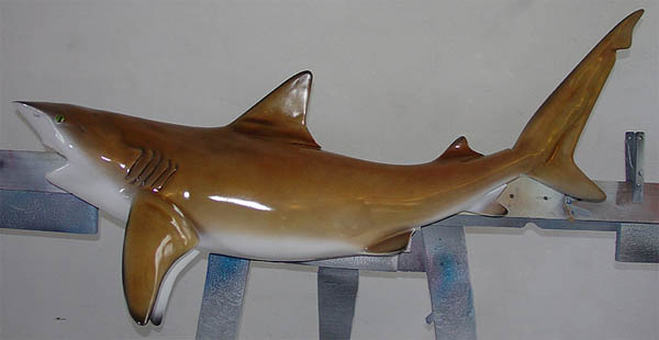 Dusky Shark Mount