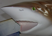 Dusky Shark Taxidermy