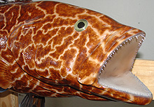 Grouper Replica
