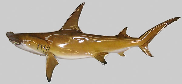 Hammerhead&nbsp;Shark