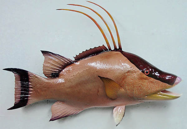 Hogfish Mount