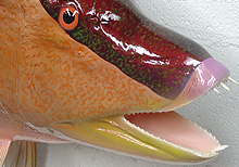 Hogfish Taxidermy