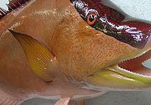 Hogfish Replica