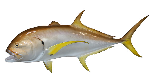 Cobia Mount