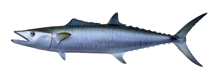 Kingfish Mount