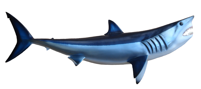 Mako Shark Mount