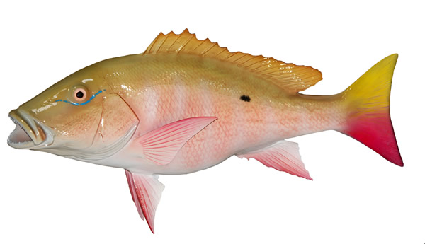 Mutton Snapper Mount