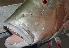Mutton Snapper Taxidermy
