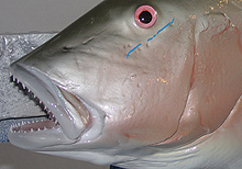Mutton Snapper Replica