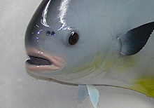 Permit Taxidermy