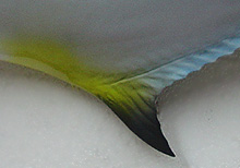 Permit Replica