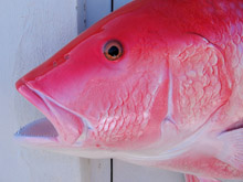 Red Snapper Taxidermy