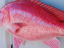 Red Snapper Replica