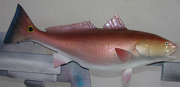 Redfish Mount