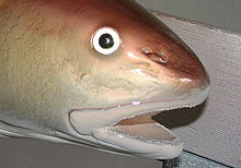 Redfish Taxidermy