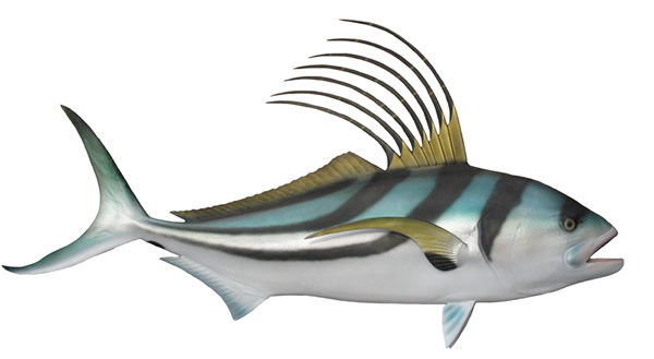 Roosterfish Mount