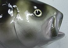 Roosterfish Replica