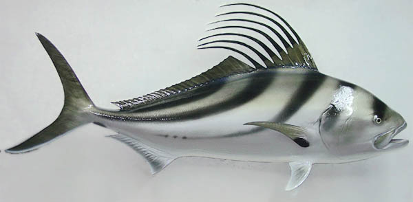 Roosterfish Mount