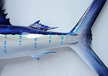 Sailfish Replica