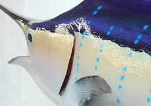 Sailfish Taxidermy