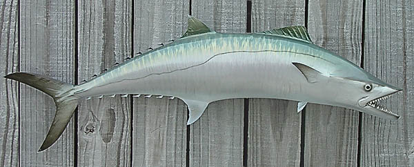 Juvenile Kingfish Mount