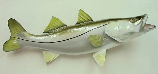 Snook Mount