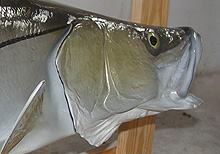 Snook Taxidermy