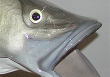 Snook Replica
