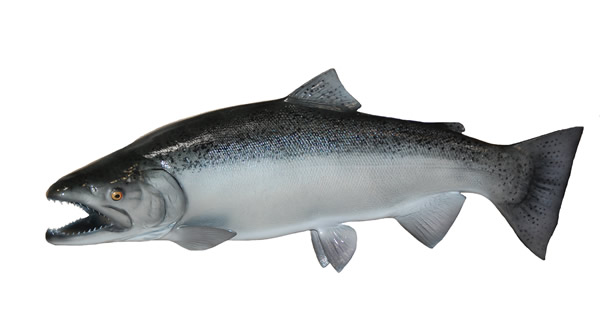 Steelhead Mount