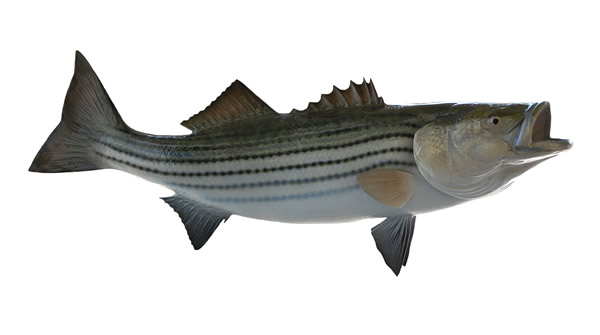 Striped Bass