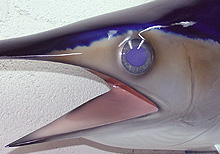 Swordfish Taxidermy