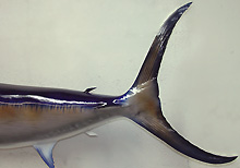 Swordfish Replica