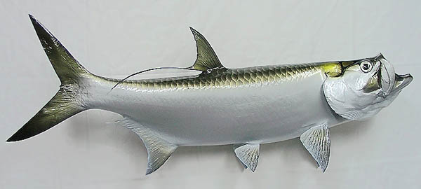 Tarpon Mount