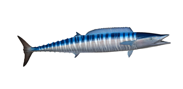Wahoo Mount