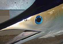 White Marlin Taxidermy