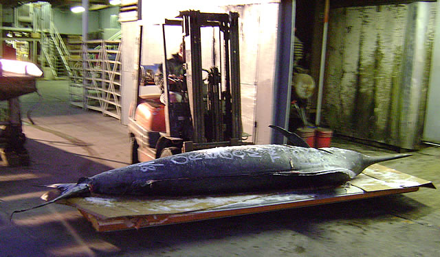 Fish Mounts "Record Marlin"