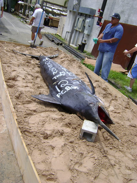 Fish Mounts "Record Marlin" prepared for gelcoat